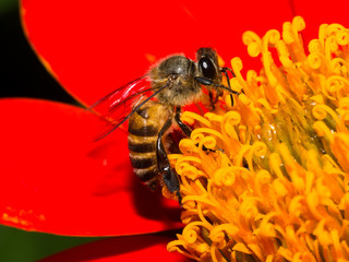 Honey bee on red flower