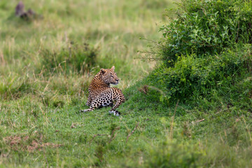 Male Leopard in Masai Mara, Kenya