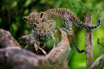 Leopard cub bites his brother in Masai Mara, Kenya