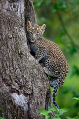 Leopard cub sitting on his tree hole in Masai Mara, Kenya