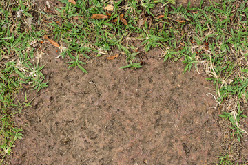 Background of green plants and floor sand