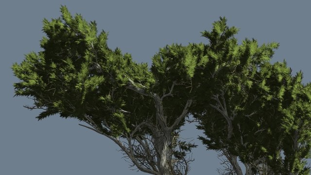 Monterey Cypress Branchy Crown Coniferous Evergreen Tree is Swaying at The Wind Green Scale-Like Leaves Hesperocyparis Macrocarpa Tree in Windy Day