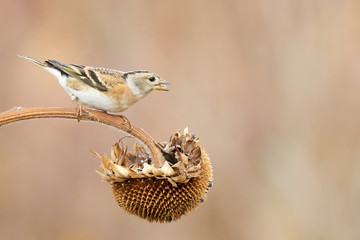 female Chaffinch on sunflower in nature outdoor