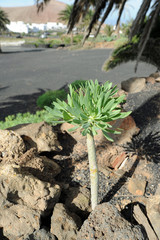 Euphorbia balsamifera au musée agricole El Patio à Tiagua à Lanz