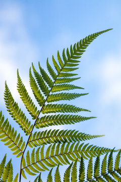 New Zealand national symbol silver fern leaf