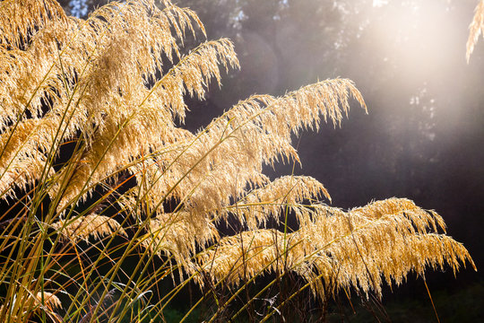 New Zealand native Austroderia grass  commonly known as Toetoe or Toitoi