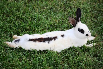Rabbits breed English pinto on green meadow 