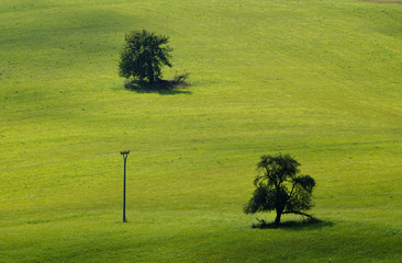 pastwisko © piotrwolak