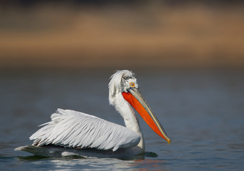 Fototapeta na wymiar Dalmatian pelican in breeding colors on water, clean blue-yellow background, Greece