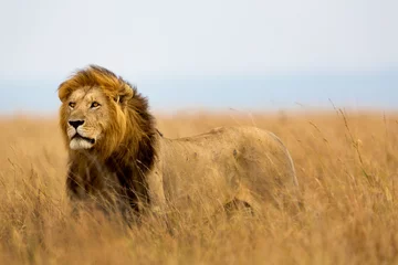 Küchenrückwand glas motiv Löwe Mächtiger Löwe beobachtet die Löwinnen, die in der Masai Mara, Kenia, bereit für die Jagd sind