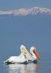 Two dalmatian pelicans in breeding colors on water with snowy mountains in background, Greece