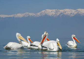 Flock of dalmatian pelicans in breeding colors, with snowy mountains in background, Greece