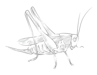 Sketch large locust. 