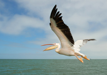 White pelican in flight with clean background, Namibia, Africa - obrazy, fototapety, plakaty