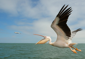 White pelican in flight, catching the fish, Namibia, Africa - obrazy, fototapety, plakaty