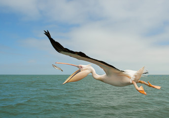 White pelican in flight, catching the fish, Namibia, Africa