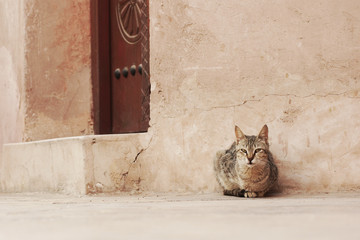 Katze vor der Tür