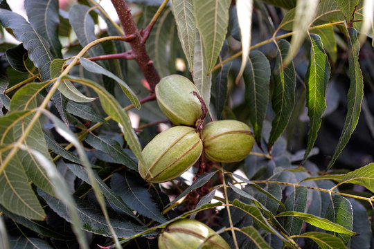 Pecan nuts on tree