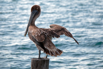 Brown Pelican perching / roosting on fishing dock post on Isla Mujeres across the bay from Cancun and Puerto Juarez Mexico