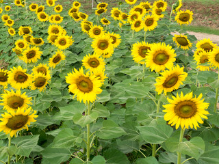 Sunflower field