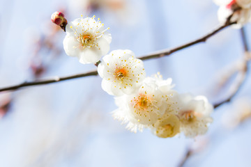 梅の花（白）