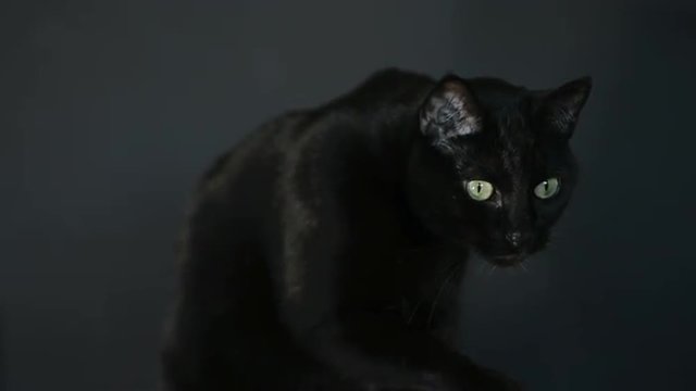 Black cat cleaning her face with a gray background.