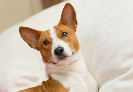 Indoor Portrait Of Royal Basenji Lying On Soft Cushion