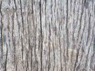 old wood of tree texture