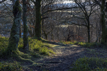 Early morning forrest shot