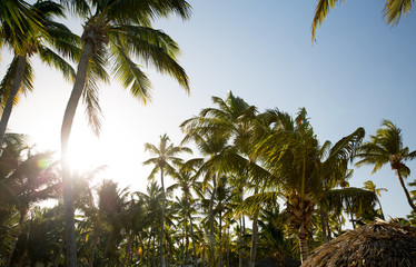 Fototapeta premium Palm tree on the beach
