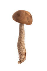 fresh boletus mushroom isolated on white background