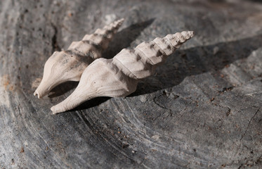 conchiglie fossili