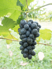 bunch of  grapes on the vine with green leaves