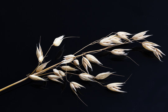 Oats on a black background