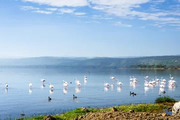 Fototapeten Lake Nakuru, Kenya © saif6996