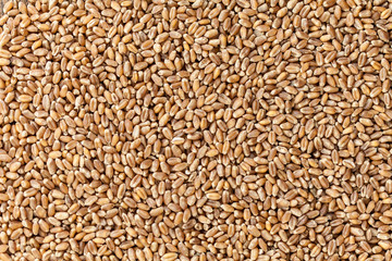 heap of wheat grains close up. Texture for background