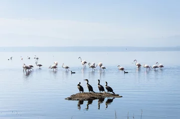 Deurstickers Lake Nakuru, Kenya © saif6996