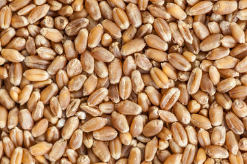 heap of wheat grains close up. Texture for background
