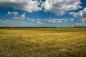 background fractal world