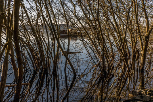 Trees at the banks of Loch Lomond