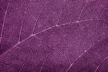 Fototapeta na wymiar leaf of the tree color
