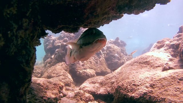 checkered snapper (Lutjanus decussatus) standing under a coral, Indian Ocean, Hikkaduwa, Sri Lanka, South Asia
