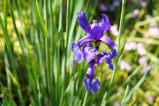 Blue iris with green grass