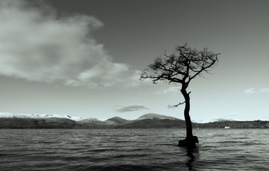 Fototapeta na wymiar Black and white shot od a tree at Loch Lomond