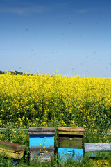 Beehives in the open