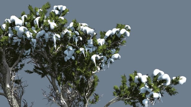 Monterey Cypress Melting Snow on a Crown Coniferous Evergreen Tree is Swaying at The Wind Green Scale-Like Leaves Hesperocyparis Macrocarpa Tree Windy