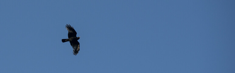 Rabenkrähe (schwarze Morphe der Aaskrähe) (Corvus corone), fliegt in blauem Himmel, Bergpark Kassel-Bad Wilhelmshöhe, Hessen, Deutschland