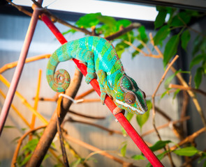 Bright and colorful chameleon sitting on a branch © oleg_mj