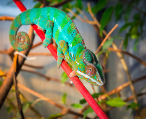 Bright and colorful chameleon sitting on a branch © oleg_mj