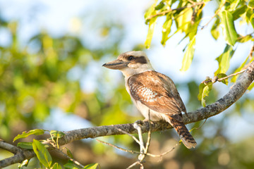 Laughing Kookaburra sitting in a tree, Daintree National Park, Queensland, Australia 
